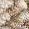 BEIGE 2202