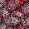 RIBES 2418