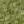 OLIVE 77