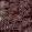 VISONE 2116
