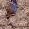 ANTILOPE 2405